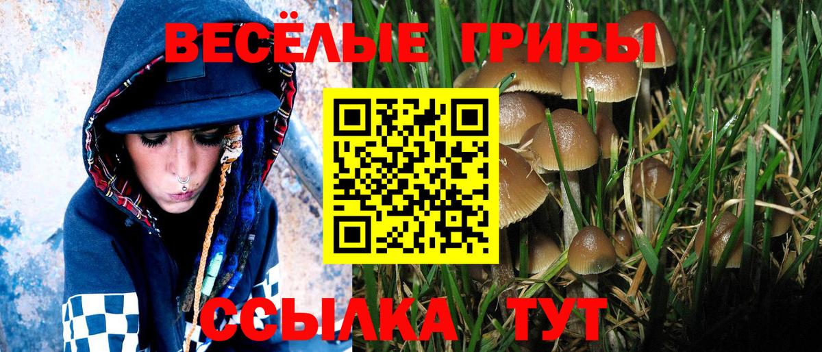 Осинники  Галлюциногенные грибы Psilocybe  Вход с VPN 